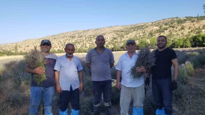 Giresun’da Lavanta Hasadı Başladı