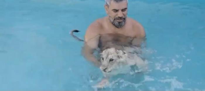 Sıcaktan Bunalan Aslanlar Havuzda Ve Hortumla Serinletiliyor