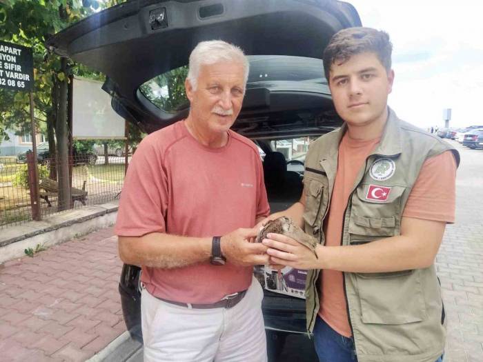 Yaralı Halde Bulunan Dövüşkenkuş, Tedavi Altına Alındı