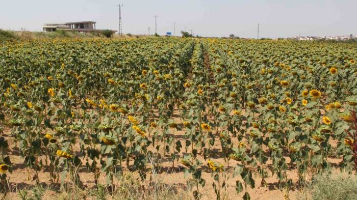 Yaşanan Aşırı Sıcaklar Nedeniyle Ayçiçeğinde Verim Endişesi