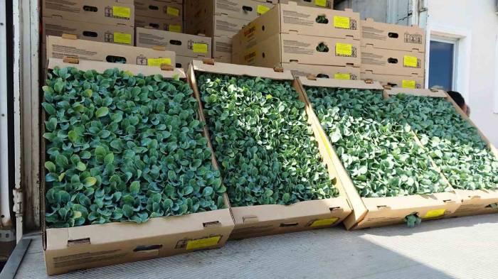 İhracata Uygun Sebze Üretimi İçin 240 Bin Fide Dağıtıldı