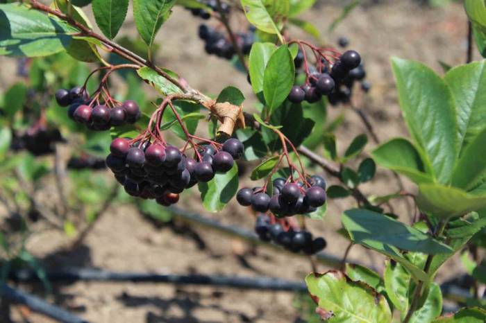 Geleceğin Gözde Ürünü: Aronya