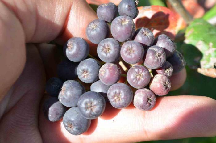 İnsanlar Ona Artık Süper Meyve Diyor: Her Derde Deva