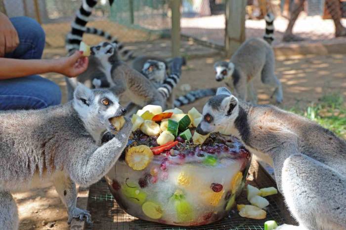 Sıcaktan Bunalan Hayvanlara Buzlu Meyve Servisi