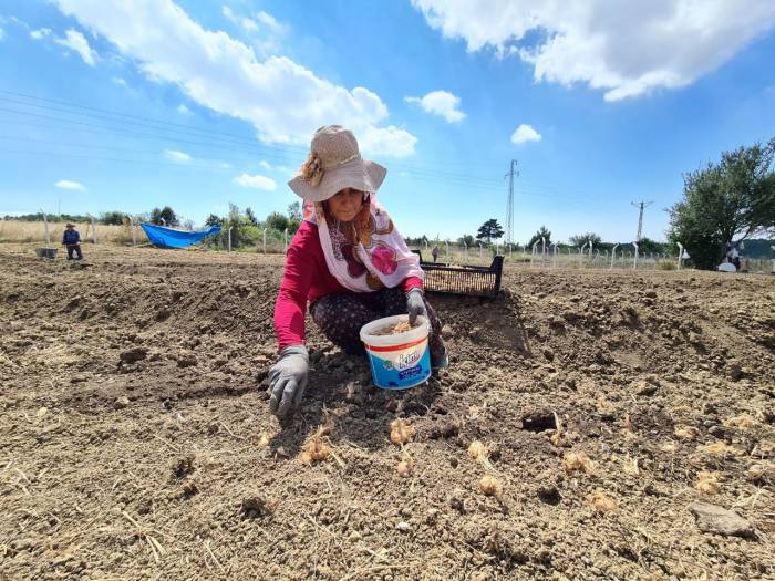 "dünyanın En Pahalı Baharatı" Toprakla Buluştu