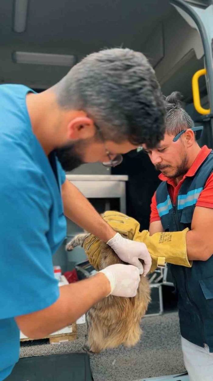 Sincan Belediyesi Son 6 Ayda Bin 367 Hayvanı Tedavi Etti