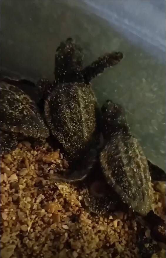 Didim’de Yavru Carettalar Denize Ulaştı