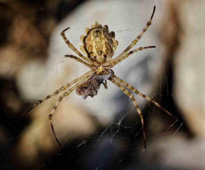 Nadir Görülen Örümcek Kahramanmaraş’ta Görüntülendi