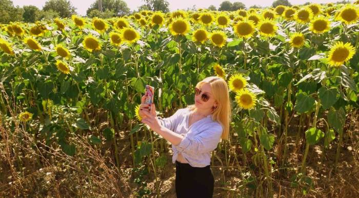 Sarıya Boyanan Ayçiçeği Tarlaları Hasat İçin Gün Sayıyor