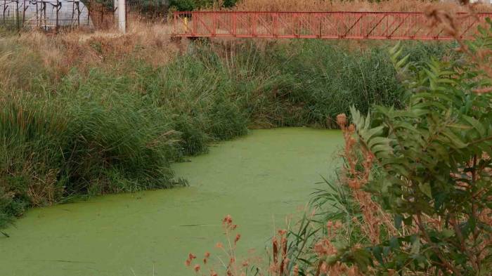 Geçmişte Balık Tutulan Dere Şimdi Çöpler Ve Yosunlarla Kaplı Balçığa Dönüştü