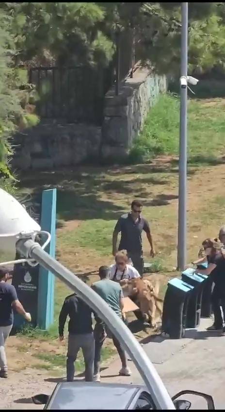 Kadıköy’de Tasmasız Köpek Dehşeti