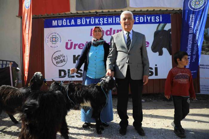 Büyükşehir’in Kıl Keçisi Desteği 3 İlçede Devam Ediyor