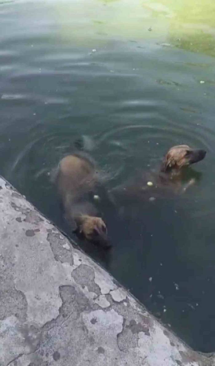 Havuzdan Çıkamayan İki Köpeğin Yardımına İtfaiye Ekipleri Yetişti
