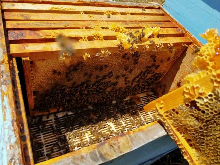 Arpaören Yaylasında Bal Hasadı Yapıldı