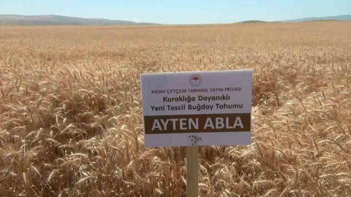 Çiftçinin Yüzü Kuraklığa Dayanıklı Buğdayla Gülecek