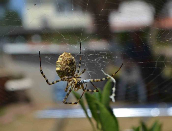 Ayvalık’ta Dünyanın En Zehirli Örümcek Türlerinden Birisi Yakalandı