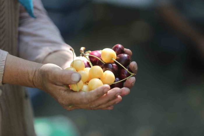 Coğrafi İşaretli ’napolyon’ Kirazında Son Hasat Yüzleri Güldürdü