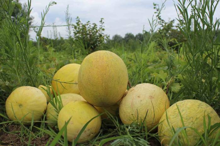 Baldan Tatlı Kavun: Süheyla