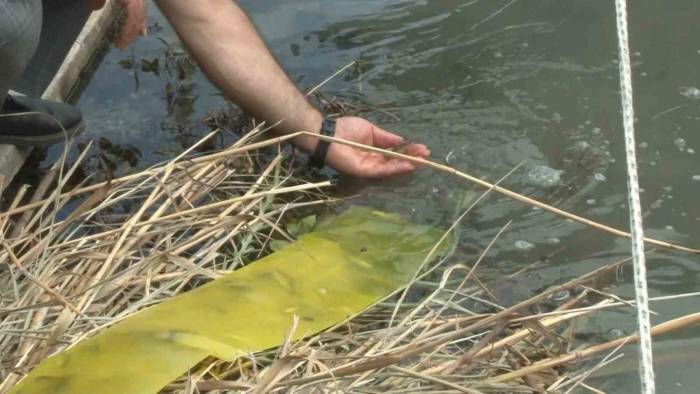 İstanbul’da Göl Ve Göletlere 1 Milyon 143 Bin Yavru Balık Bırakıldı