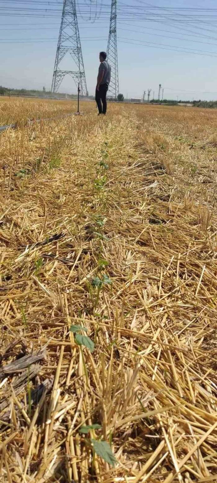 Hasattan Sonra 2. Ürün Yüz Güldürdü