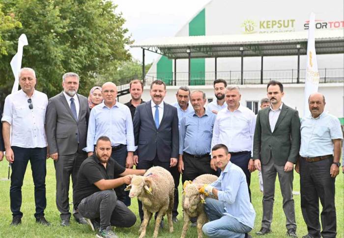 Kepsut’ta 85 Üreticiye 585 Küçükbaş Desteği