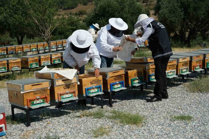 Küresel Isınma Arıcıları Alternatif Ürünlere Yöneltti