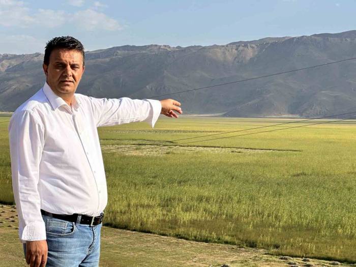 Yüksekova’da Her Sene Yakılan Nehil Sazlığı Bu Sene Yeşerdi