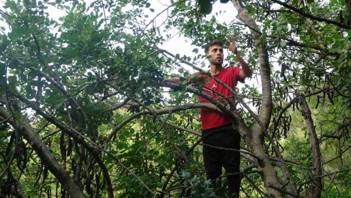 Şifa Deposu Harnupta Hasat Zamanı