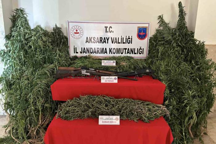 Kenevir Bahçesine Jandarma Baskını: 3 Gözaltı