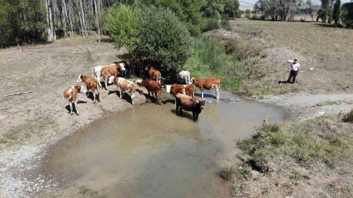 Besiciler Sıcaktan Etkilenen Büyükbaş Hayvanlarını Derede, Küçükbaş Hayvanlarını Da Ağaç Diplerinde Serinletiyor