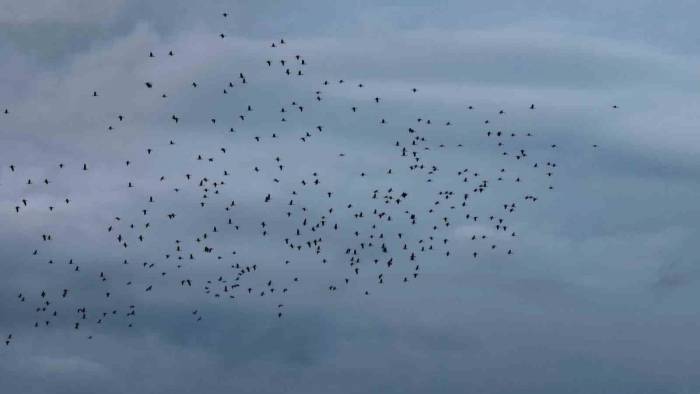 Leyleklerin İstanbul Semalarında Göç Yolculuğu Havadan Görüntülendi