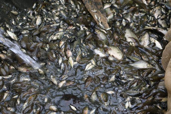 Bolu’da Üretilen Bir Milyon Yavru Sazan Ankara’ya Gönderildi