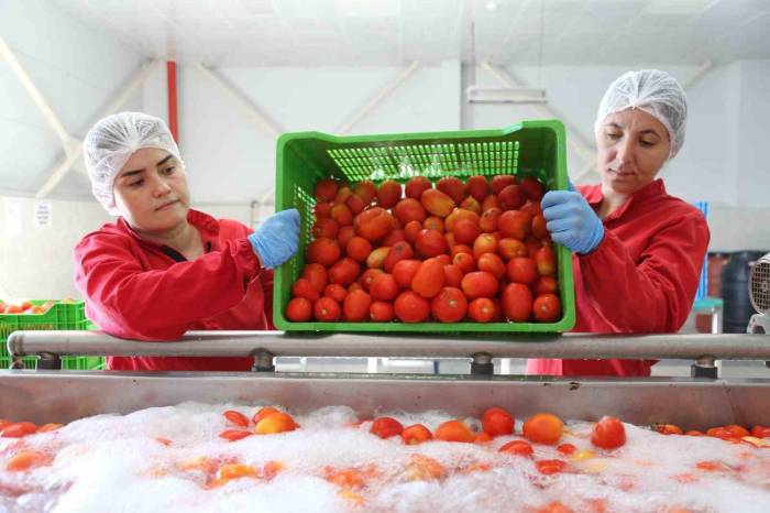 Efe Kadınlar Üretiyor, İşliyor, Halka Sunuyor