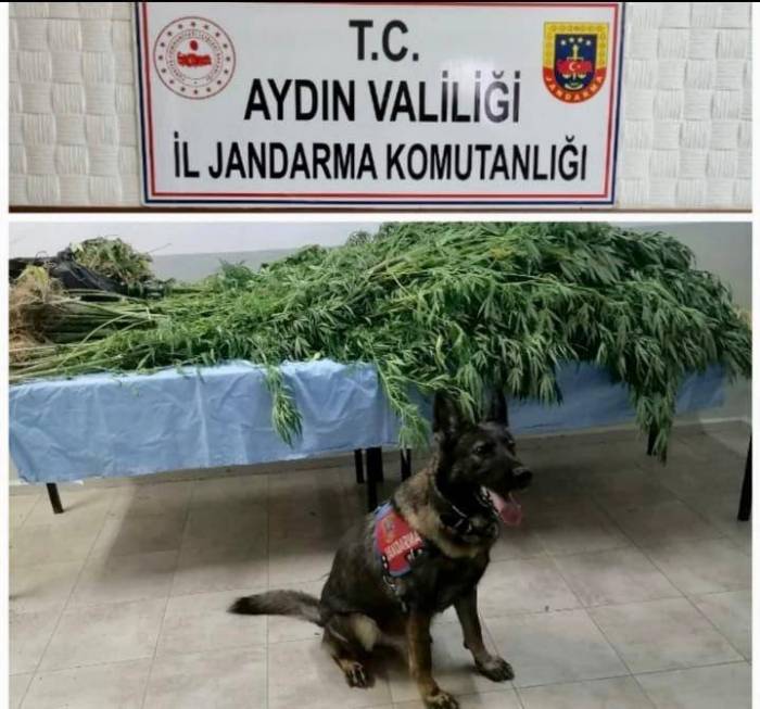 Efeler’de Uyuşturucu Operasyonu