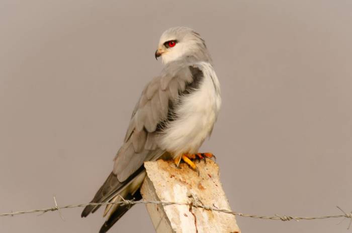 Kahramanmaraş’lı Fotoğrafçı Kuşların Dünyasını Keşfediyor