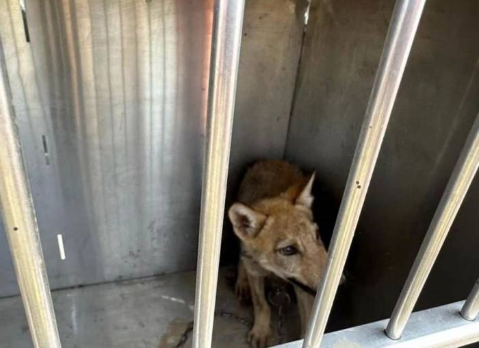 Kars’ta Satılık Kurt Paylaşımı Yapan 1 Kişiye 14 Bin Tl Para Cezası