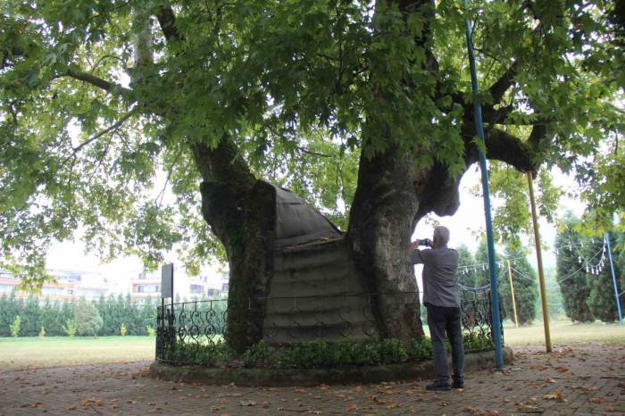 Bu Ağaç 929 Yaşında