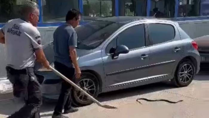 Herkes Korktu O Eliyle Yakalayıp Doğaya Bıraktı