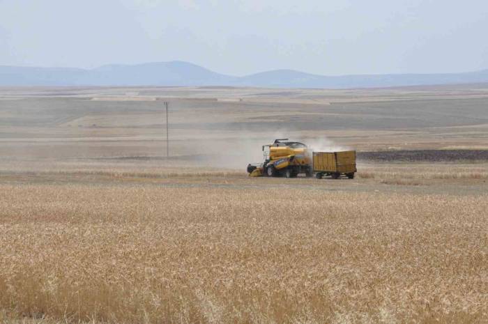 Kars’ta Arpa Hasadı Başladı