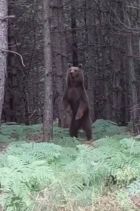 Yalova’da Ağaca Çıkan Yavru Ayılar Ve Anneleri Görüntülendi