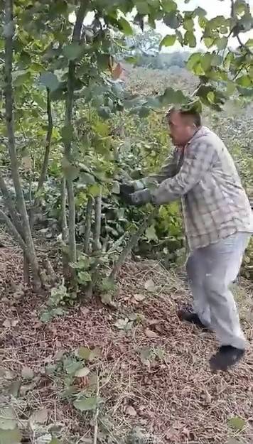 "fındık Para Etmiyor" Diyen Çiftçi Ağaçlarını Kesti