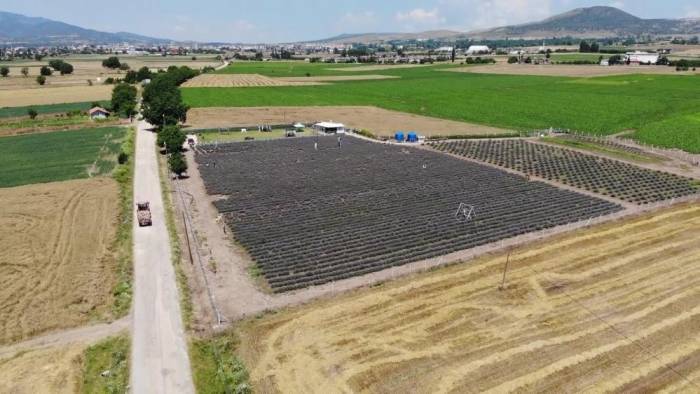 Samsun’un Yüzde 38,92’sinde Tarım Yapılıyor