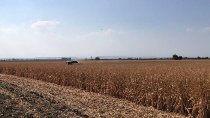 Basra Sıcaklarında Zorlu Hasat Mesaisi Başladı, Mısır Yüz Güldürdü