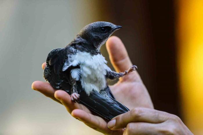 Tedavi Altında Olan Kerkenez Özgürlüğe Kanat Çırptı