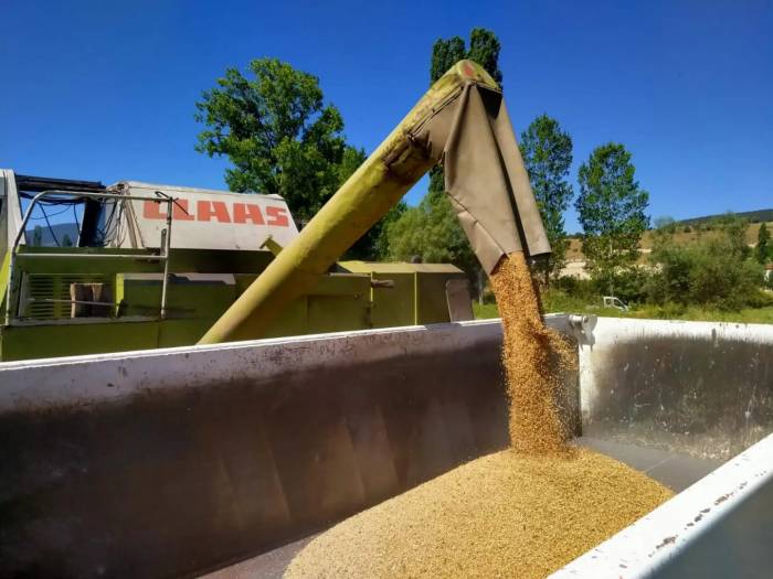 Belediye Ait Tarım Arazilerinde Buğday Hasadı