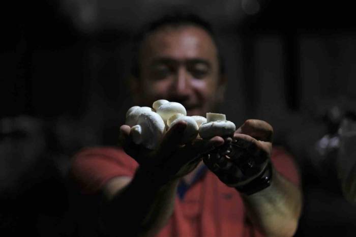 1200 Rakımda Günde 200 Kilogram Mantar Üretiyor