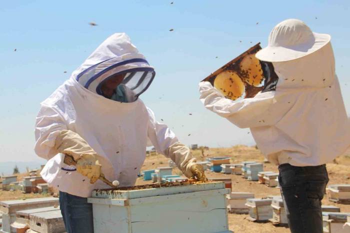 Erzincanlı Arıcıların “tatlı” Hasat Telaşı Sürüyor