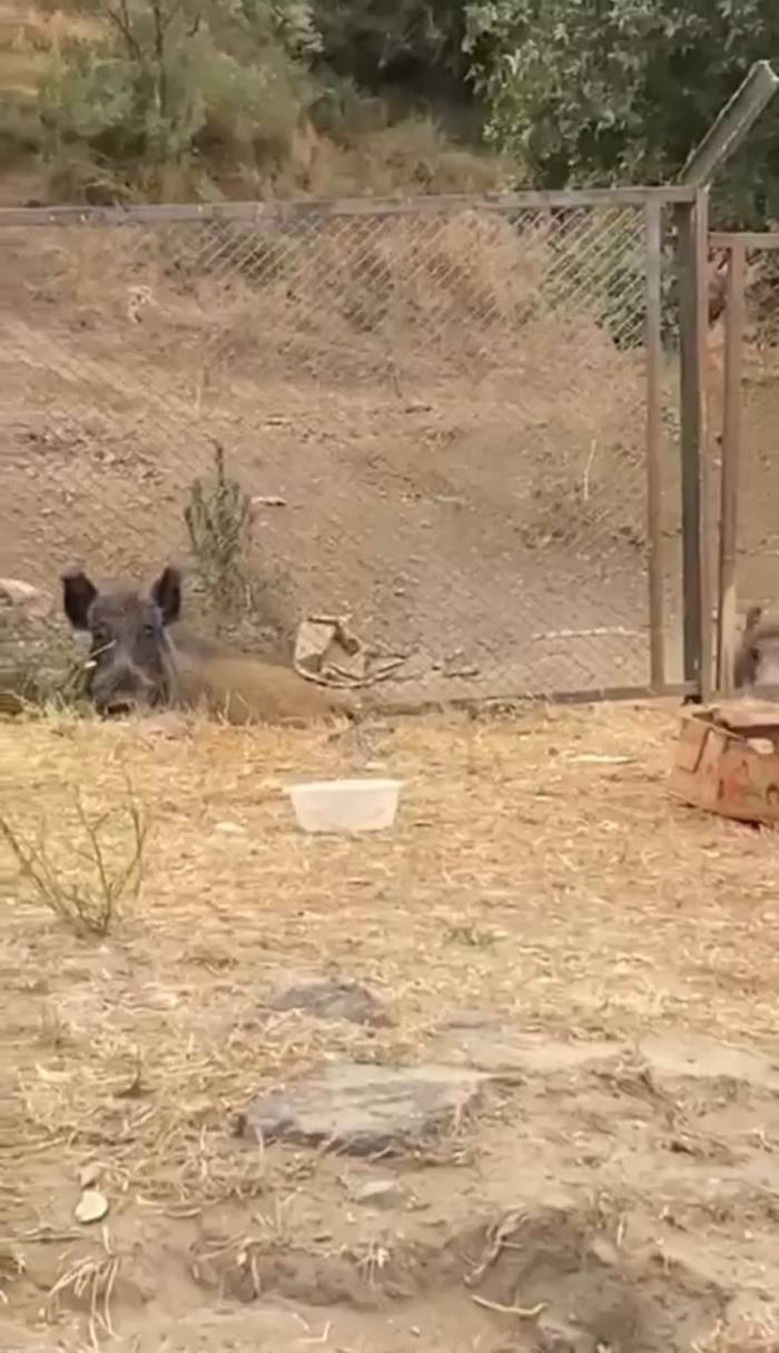 Aç Kalan Domuzların Şehir Merkezine İndiği Anlar Kamerada