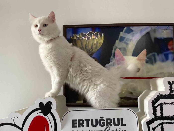 Sarayların Gözdesi Ankara Kedisi, Çok Yakında Ayasofya Camii’nde Olacak