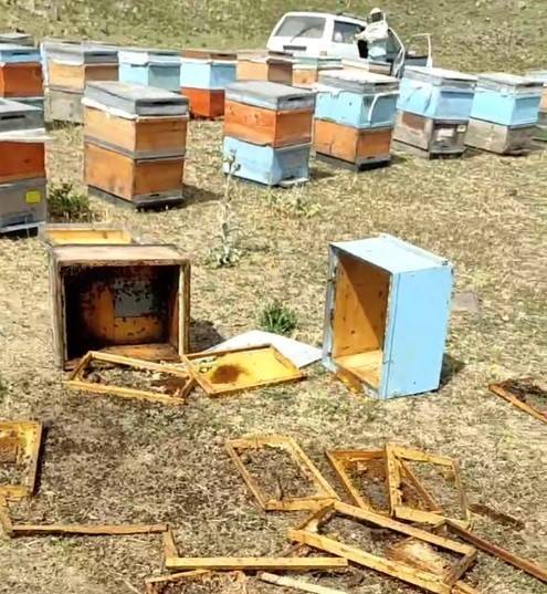 Muş’ta Aç Kalan Ayılar Kovanları Parçaladı